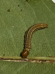 Filatima serotinella