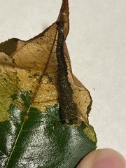 Filatima serotinella