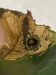 Filatima serotinella