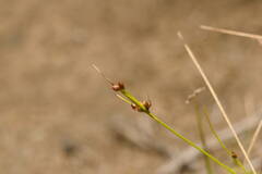 Rhynchospora globularis