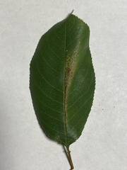 Filatima serotinella