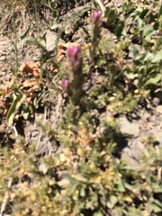 Castilleja parviflora olympica