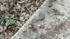 Hamadryas glauconome