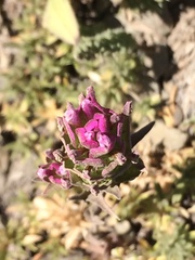 Castilleja parviflora olympica