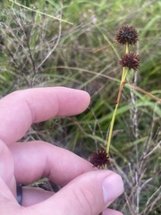 Rhynchospora cephalantha cephalantha
