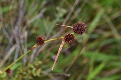 Rhynchospora cephalantha cephalantha