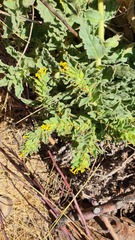 Alkanna orientalis