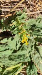 Alkanna orientalis