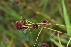 Rhynchospora cephalantha cephalantha