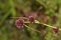 Rhynchospora cephalantha cephalantha