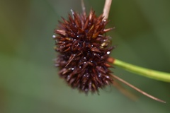 Rhynchospora cephalantha cephalantha