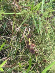 Rhynchospora cephalantha cephalantha