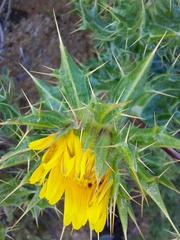 Berkheya spinosissima namaensis