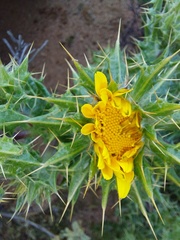 Berkheya spinosissima namaensis