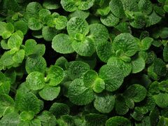 Chrysosplenium oppositifolium