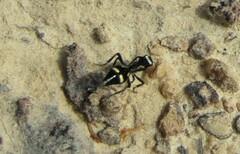 Traumatomutilla indica