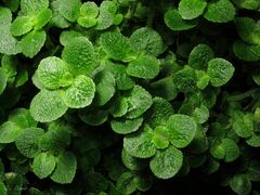 Chrysosplenium oppositifolium