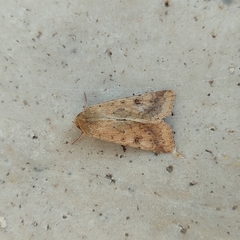 Helicoverpa armigera