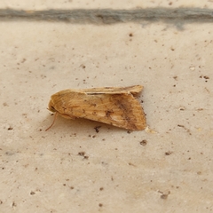 Helicoverpa armigera