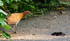 Rallina eurizonoides