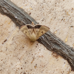 Helicoverpa armigera