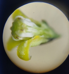 Metastelma schlechtendalii