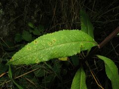 Senecio bayonnensis