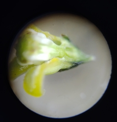 Metastelma schlechtendalii