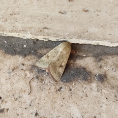 Helicoverpa armigera