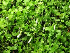 Hesperocodon hederaceus