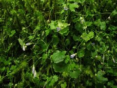 Hesperocodon hederaceus