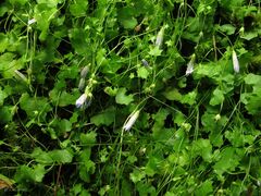 Hesperocodon hederaceus