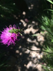 Ephippiger perforatus