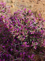 Ruschia spinosa