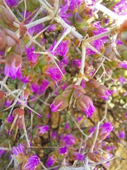 Ruschia spinosa