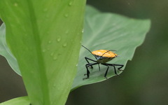 Catacanthus