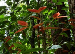 Endiandra hypotephra