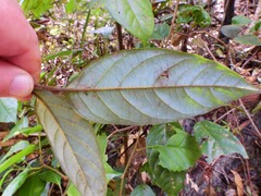 Endiandra hypotephra