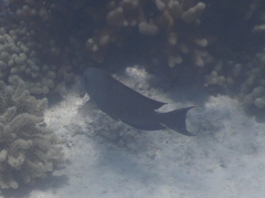 Ctenochaetus striatus