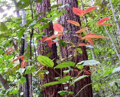 Endiandra hypotephra