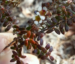 Ochrosperma oligomerum