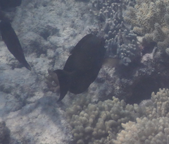 Ctenochaetus striatus