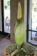 Amorphophallus titanum