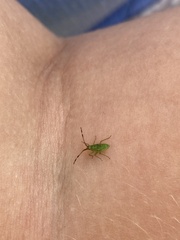 Pantilius tunicatus
