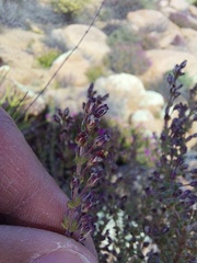 Eriocephalus microphyllus