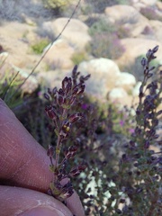 Eriocephalus microphyllus