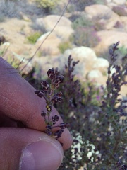 Eriocephalus microphyllus