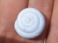 Sphincterochila candidissima