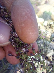 Eriocephalus microphyllus