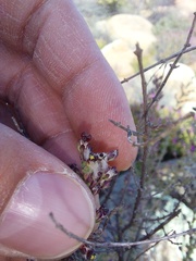 Eriocephalus microphyllus